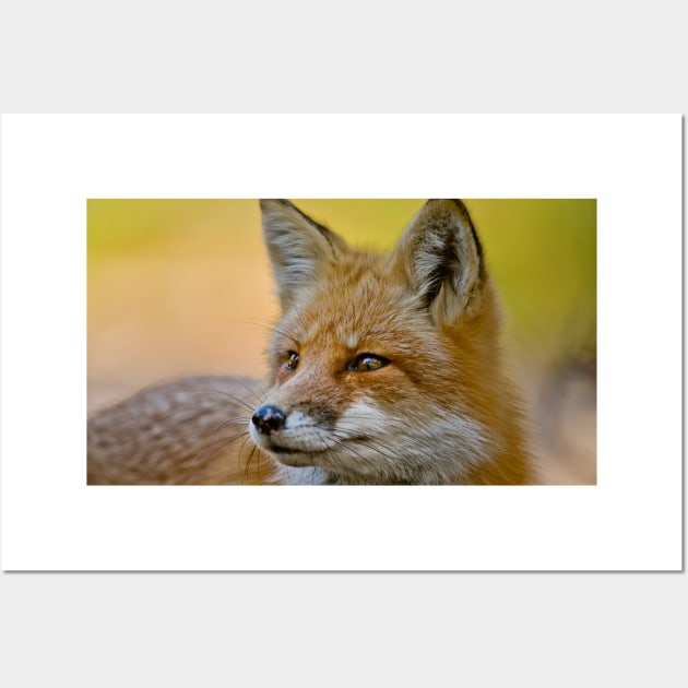 Red Fox Wall Art by jaydee1400